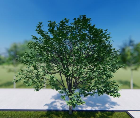 如何在Lumion中展示树木